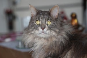 maine coon cat breed1