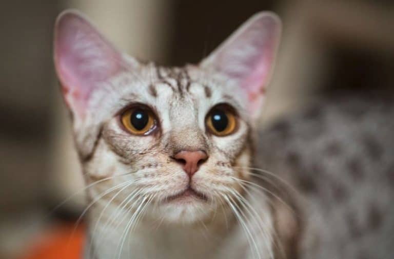 Ocicat Cat Breeds – All Information, Facts, Care and Price