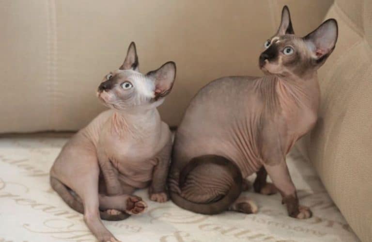 Peterbald Cat Breeds – All Information, Facts, Care and Price