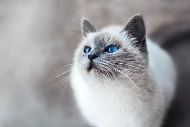 Ragdoll Cat Breed- All Information, Facts, Care and Price