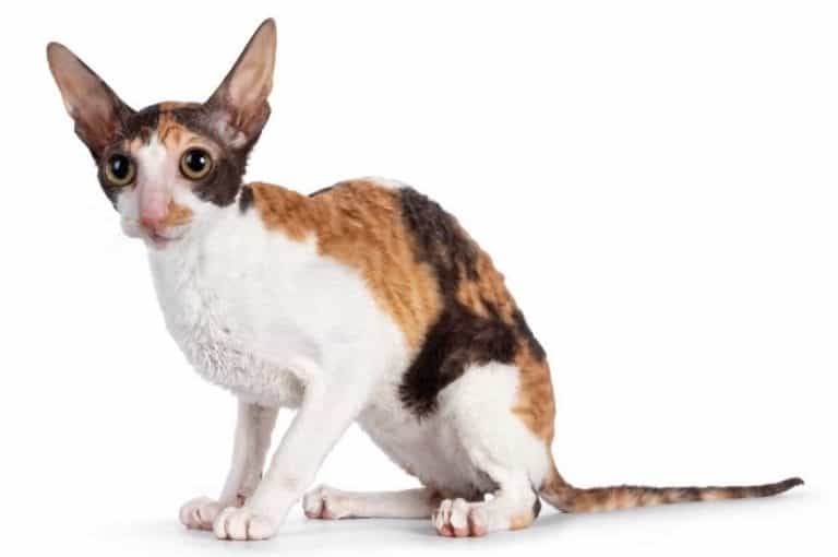 Cornish Rex Cat Breed – All Information, Facts, Care and Price