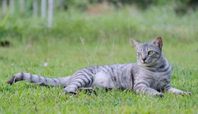 Egyptian Mau Cat Breed – All Information, Facts, Care and Price