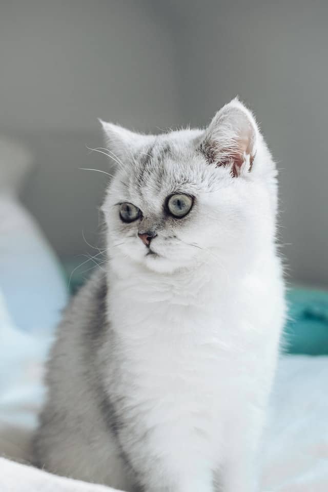 Exotic Shorthair Cat Breed – All Information, Facts, Care and Price