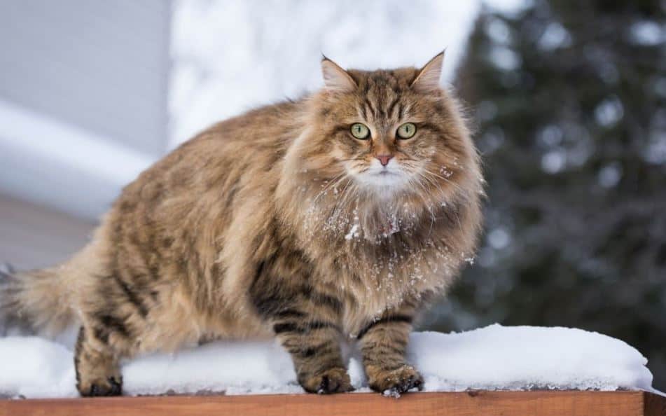 Siberian Cat Breed