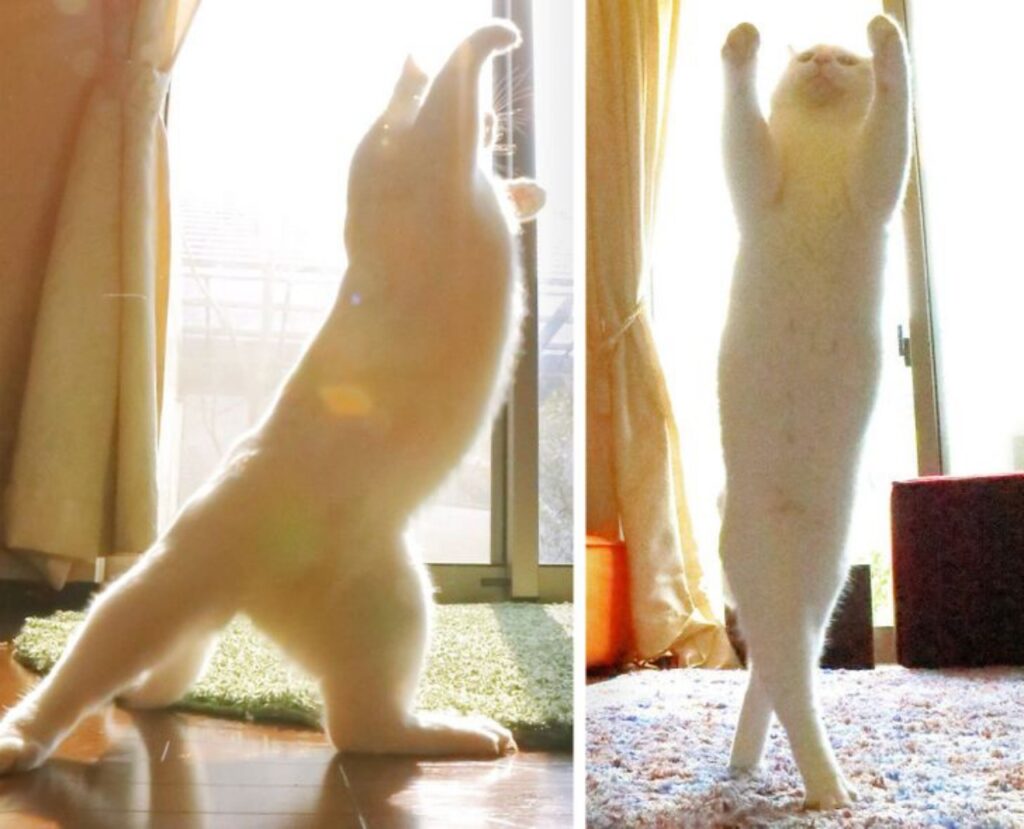 cat dances