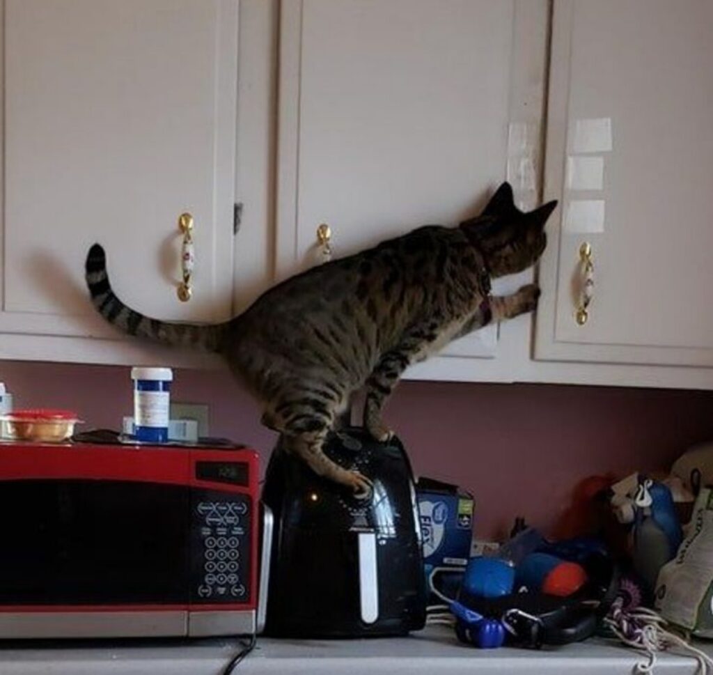 feline opens kitchen