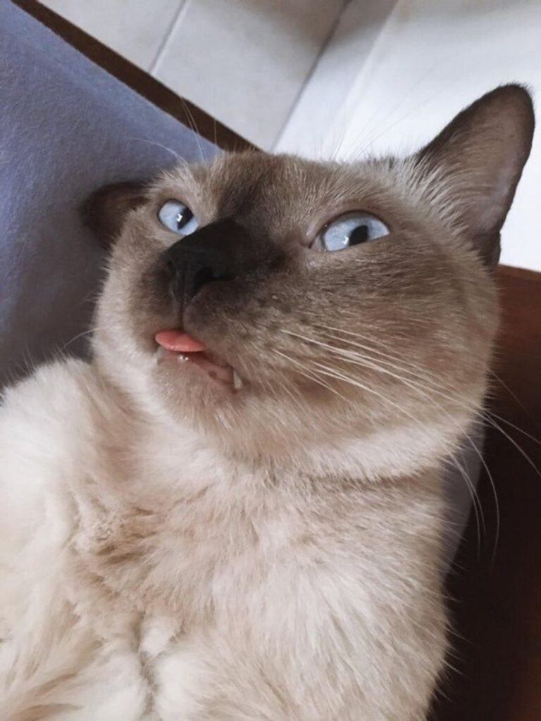 tongue feline
