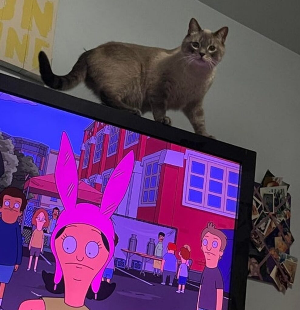 cat on the TV