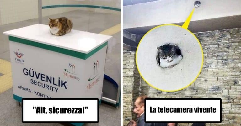 5 photos of cats immortalized in the workplace