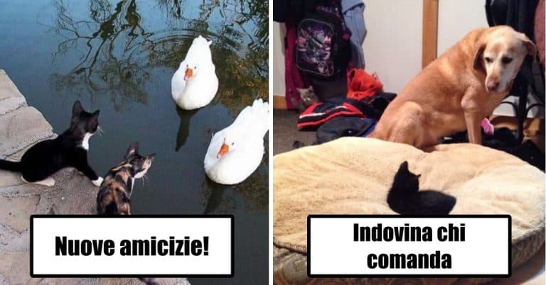 5 photos of cats who like to do the most improbable things