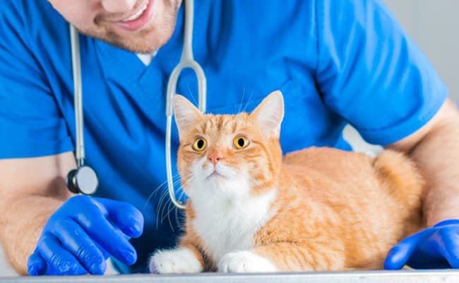 10 Good Reasons To Take Your Cat To The Vet