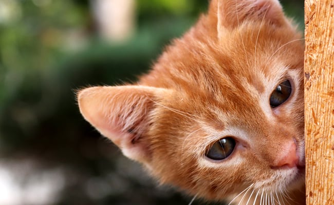 Baby Cat: 10 Things To Think About Before Arriving Home