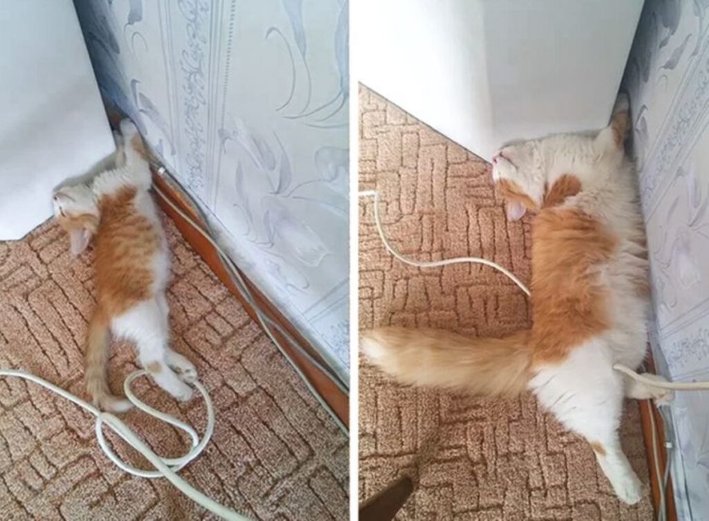cat before after
