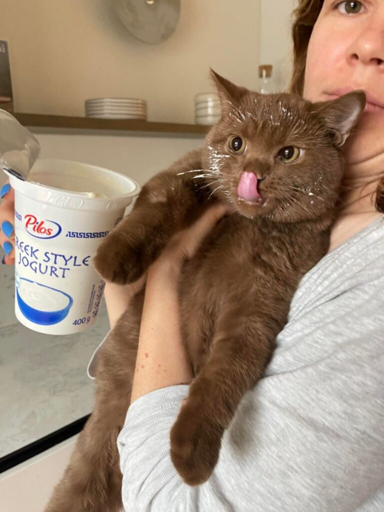 kitty wants yogurt