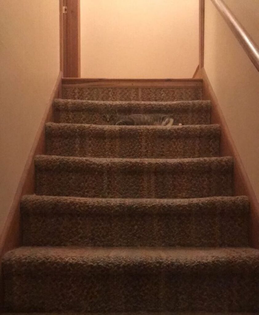 cat on the stairs