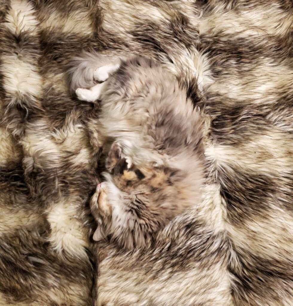 feline camouflages carpet