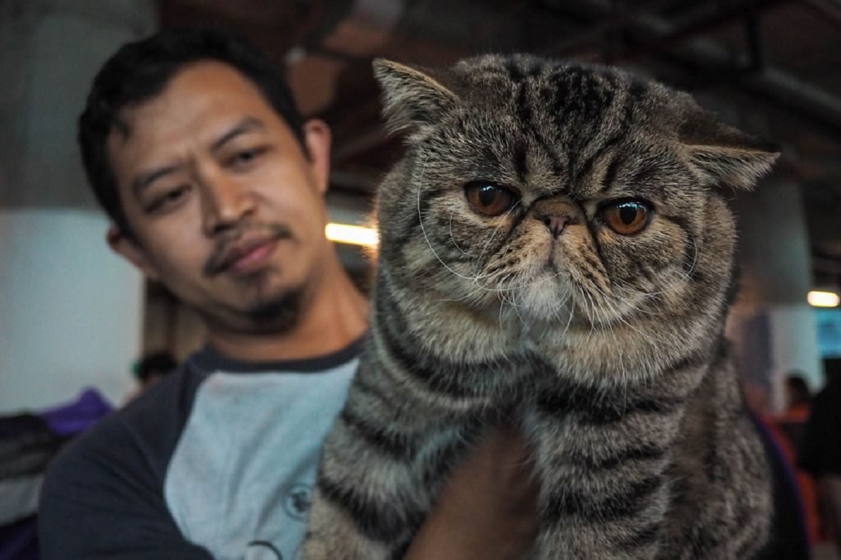 10 unusual cats-pout