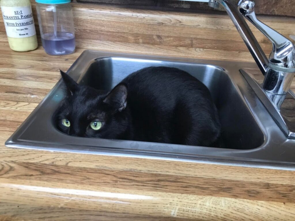 kitty in the sink