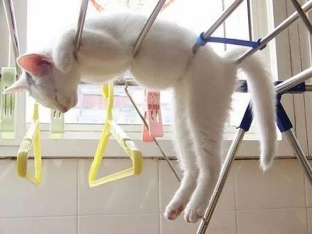 kitty on the drying rack