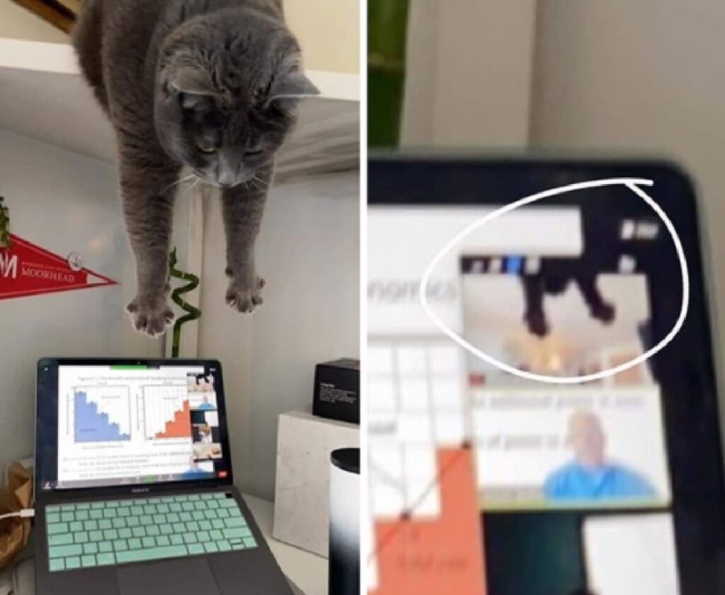 cat webcam computer appearance