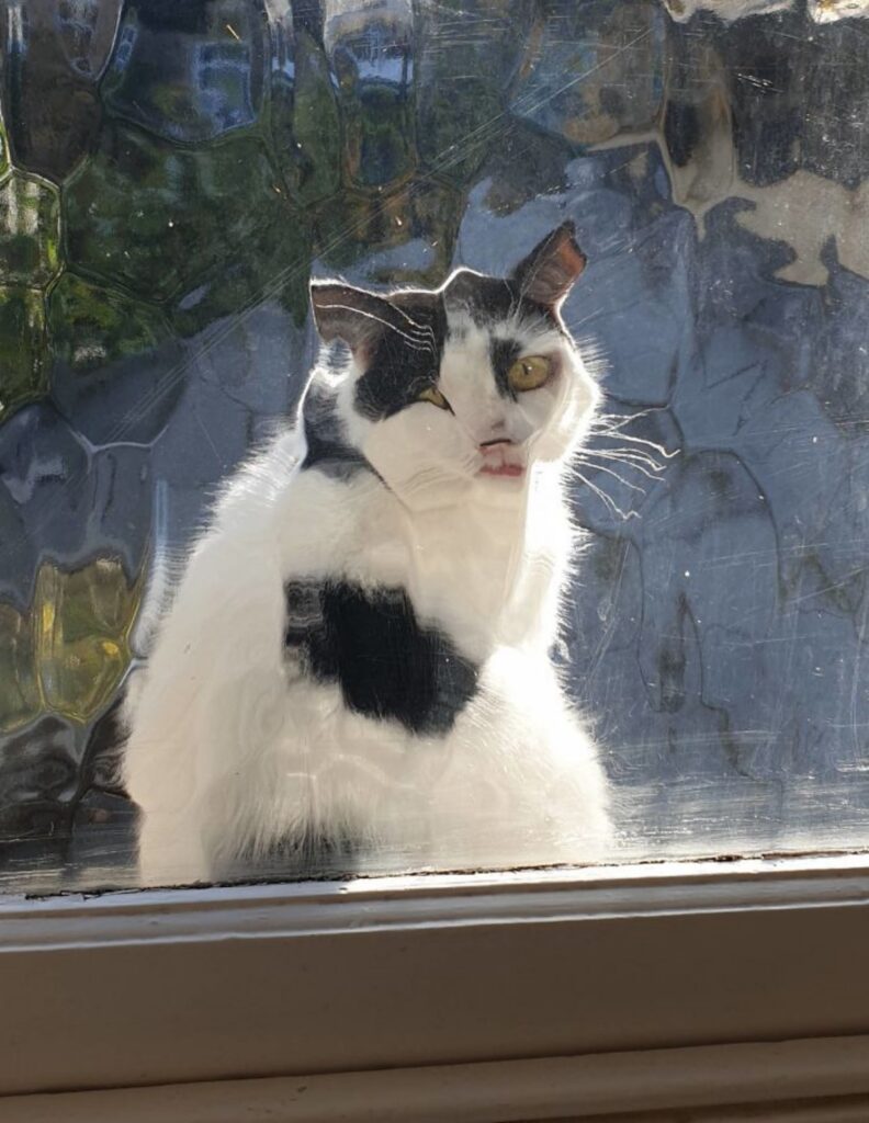 cat behind glass