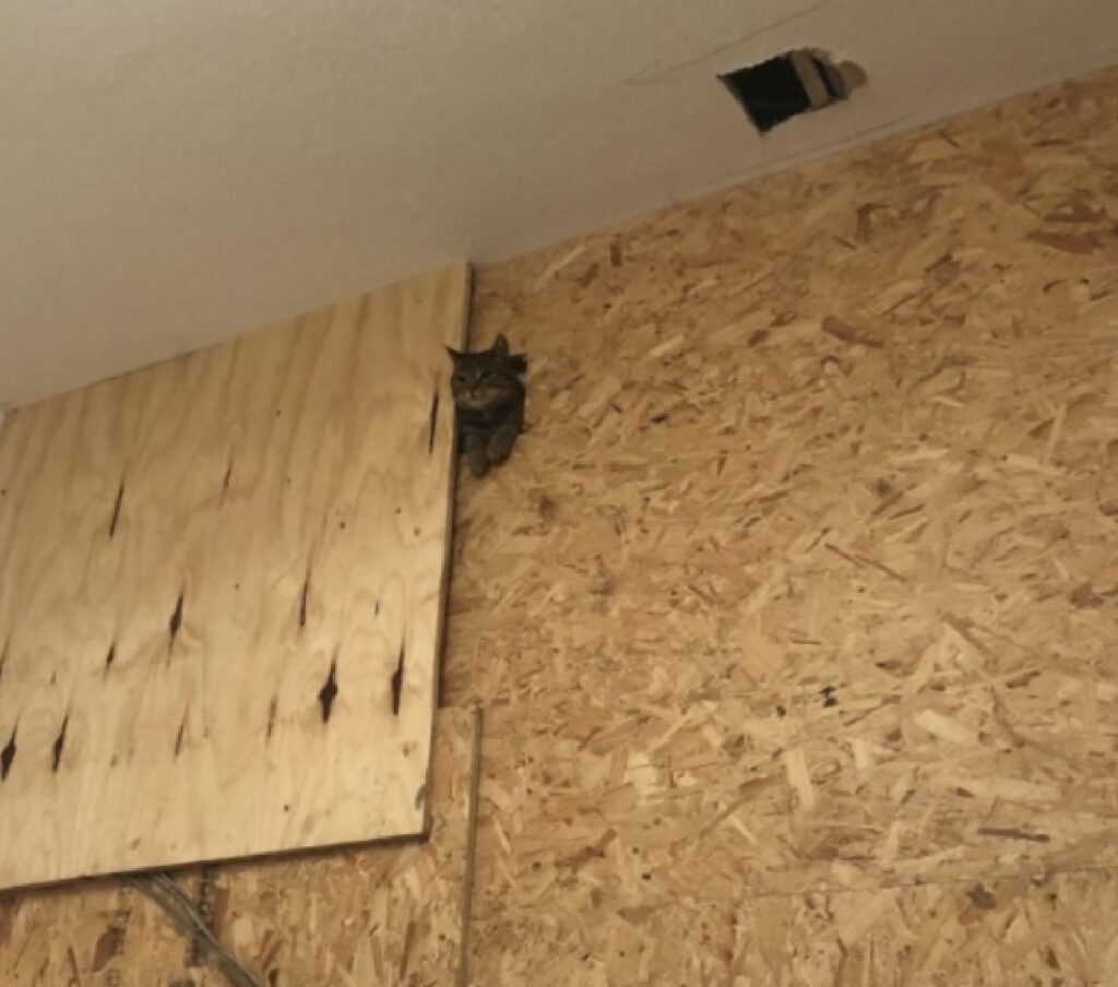 cat pops out of plywood
