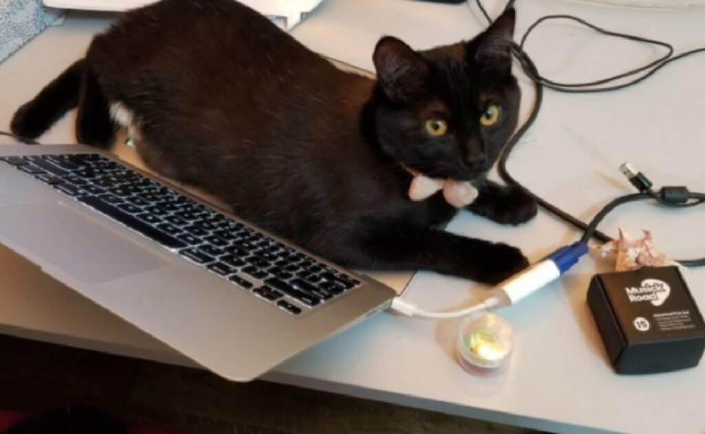 cat prevents computer reading