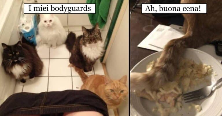 8 photos of cats that make us understand how monotonous life without them is