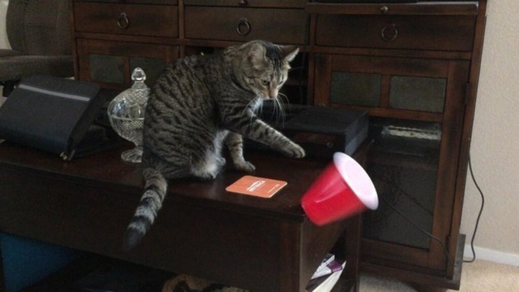 kitty throws glass