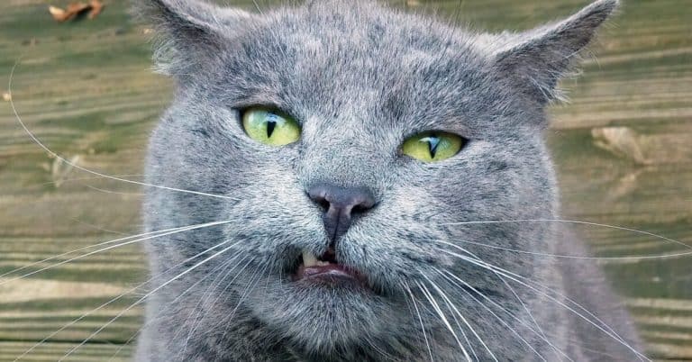 6 photos of cats capable of making absurd faces