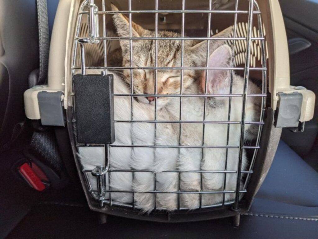 felines in the carrier