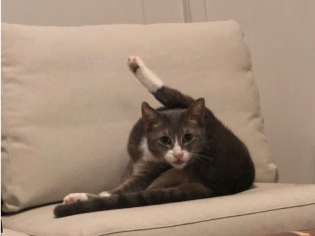 feline raises paw