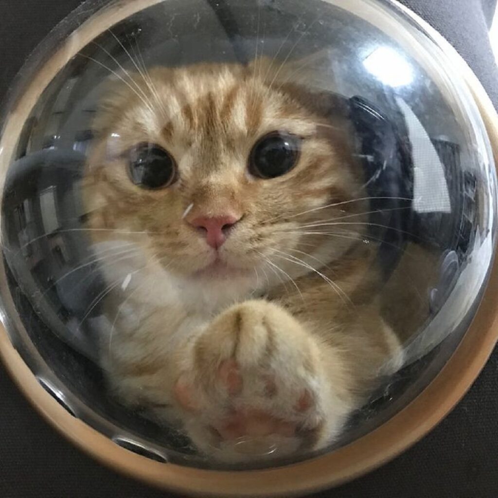 kitty glass porthole
