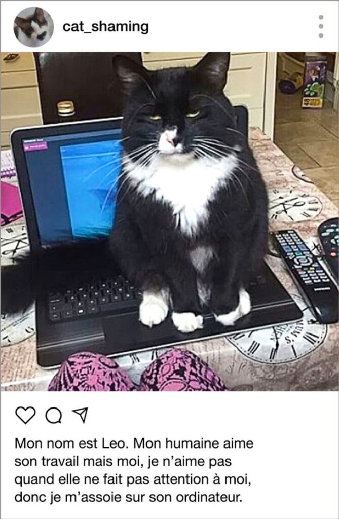 mischief computer cat
