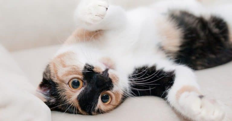 6 photos of cats that will give you so much happiness