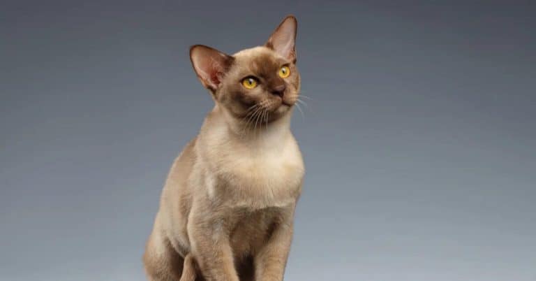 Burmese Cat, What Is The Ideal Diet?