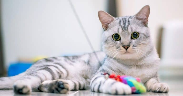 American Shorthair, the unique character of this cat breed