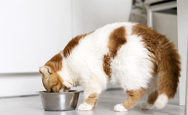 Feeding Your Cat: 8 Mistakes Not To Make