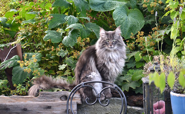 The Norwegian Forest Cat or Norsk Skogkatt 