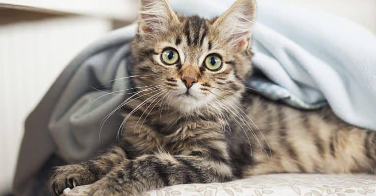 Breeds Of Cats: Maine Coon, Common Diseases And How To Prevent Them