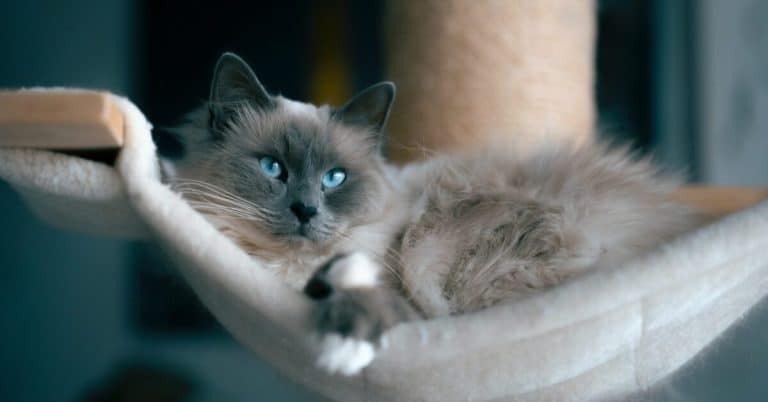 Ragdolls, Common Diseases And How To Take Care Of Cat