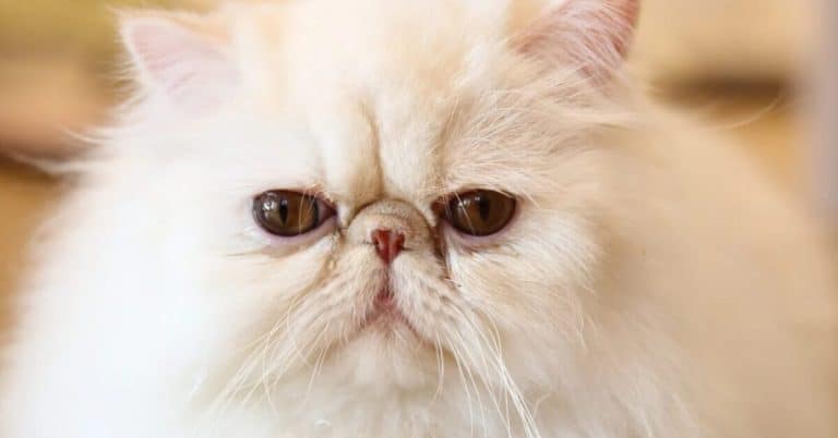 Persian cat, how to recognize it?