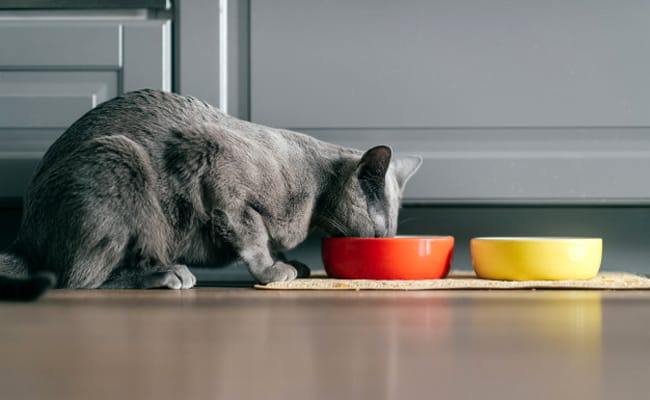 5 homemade recipes for your cat that are easy to make