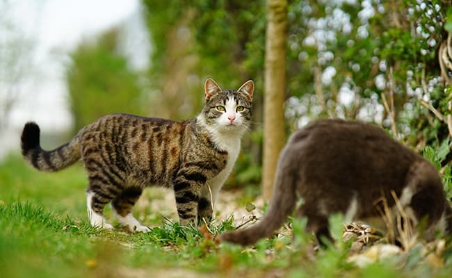 Are cats really dangerous for biodiversity?