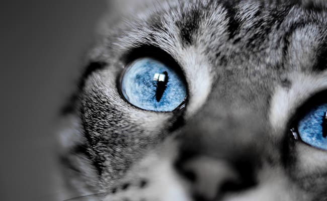Blue eyes with the dominant genes of the Altai cat