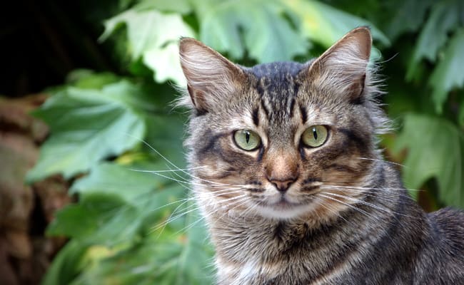Can A Domestic Cat Return To The Wild?