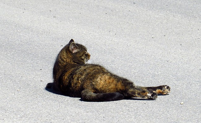 Cat knocked down by a car: 4 emergency actions