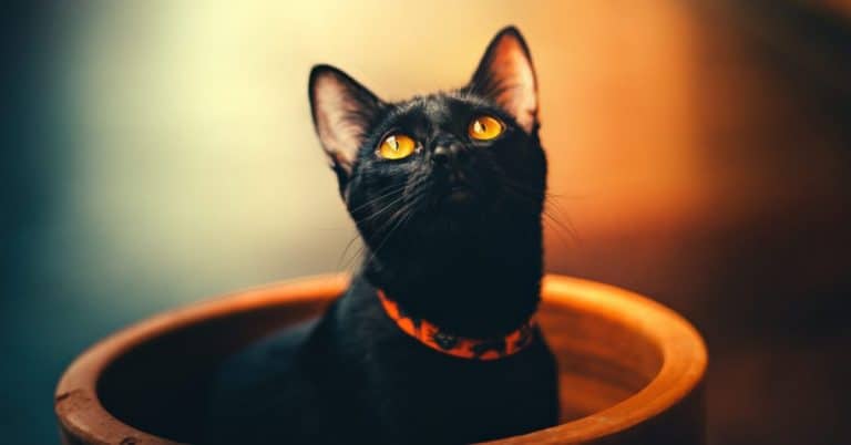 Character of black cats, everything you need to know