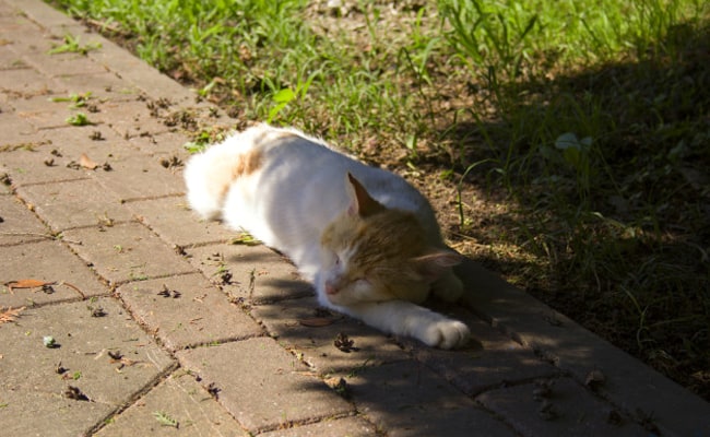 Cooling down your cat during periods of high heat: 8 tips and tricks