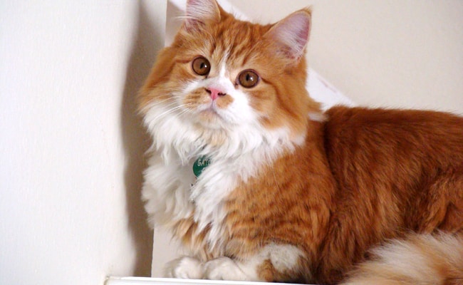 Dwarf Cat Or Dwarfism In Cats: Explanations